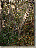Trabuco23NOV02-04.jpg (123380 bytes)